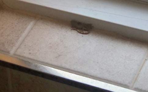 课文小壁虎借尾巴教学设计