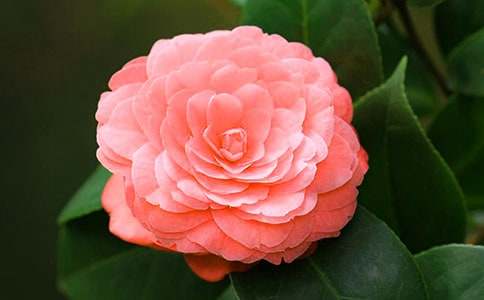 山茶花写景作文