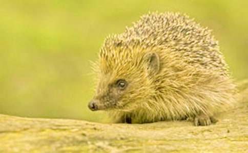 С��������̰���С��⬱����ӡ�����ѡ11ƪ��