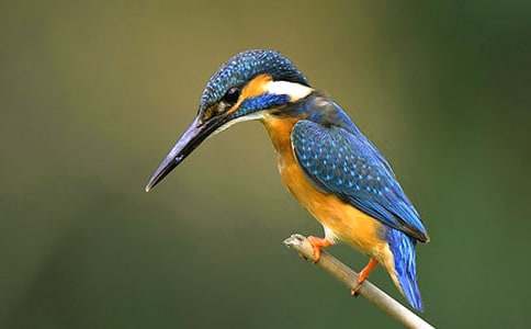 ����̰�ģ��8ƪ