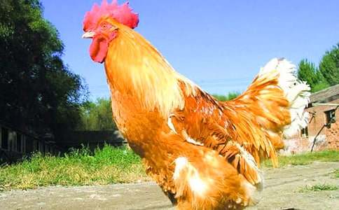 有关金鸡冠的公鸡教案三篇