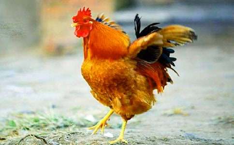 �������Ĺ������̰�