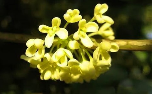 初中描写桂花的作文600字范文