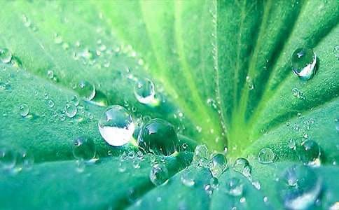 优质课《荷叶圆圆》教案