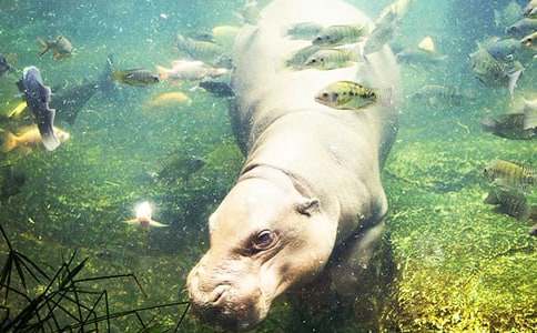 小班语言活动教案《不爱用手的小河马》含反思