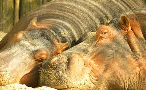 С����ѧ�����Խ̰����������Ӵ�