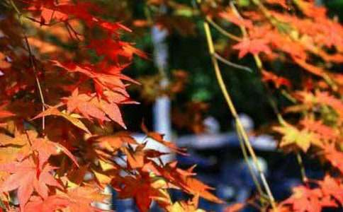 ��Ҷд��������ƪ