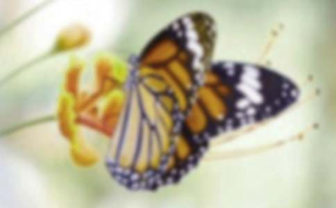 С��̰����������ɷɡ�