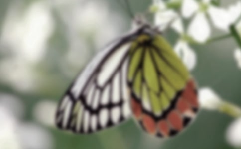 大班科学《蜕变的花蝴蝶》教案