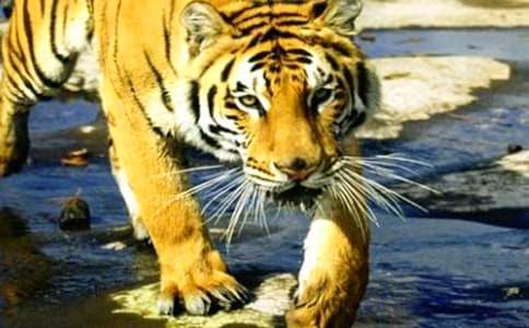 ��ʶ�ϻ���̰�