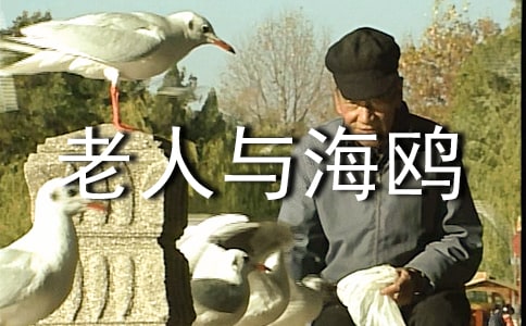 老人与海鸥的说课稿