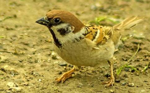 ��С��ȸ���̰�����ƪ