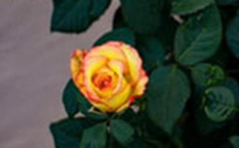 玫瑰花_四年级状物作文