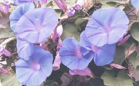 《牵牛花》说课稿