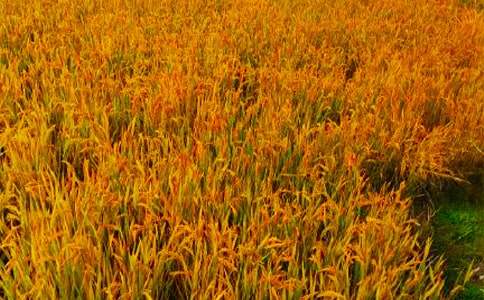 ʵ�õ�����Сѧ������4ƪ