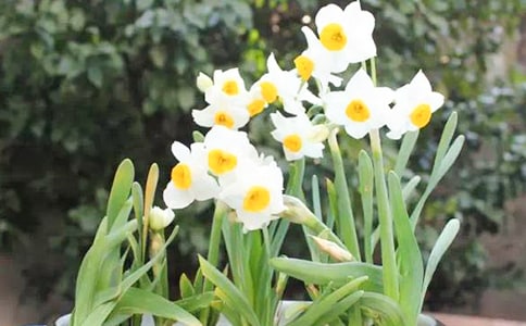 水仙花的状物作文300字