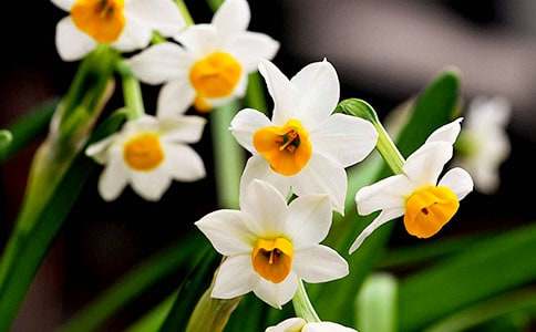 ˮ�ɻ�Сѧ����