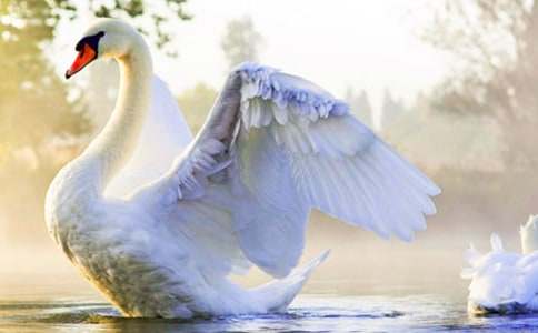 �����Ĺ��¡��̰�����8ƪ