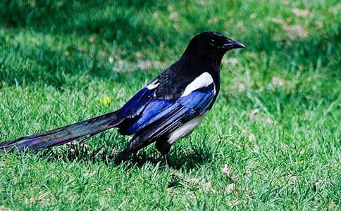 ������ϲȵ���̰�15ƪ[����]