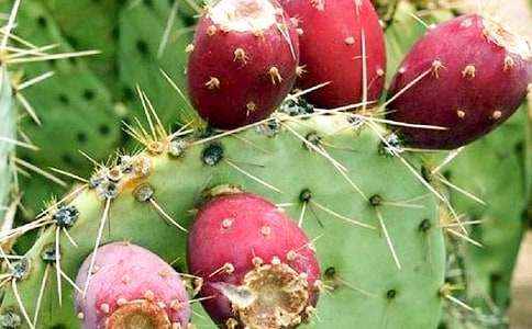 ������Сѧ����(��ѡ15ƪ)