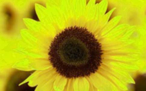 关于向日葵初中作文汇编8篇