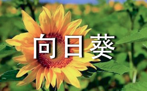 向日葵状物作文合集9篇