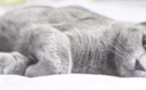 �����š�СèСѧ����300����ƪ