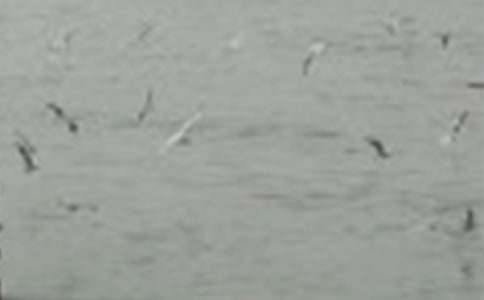 �а��ֹ����ܻ�̰���С�����