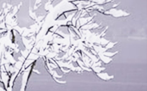 小雪节气祝福语(精选320句)