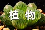 实用的植物状物作文合集七篇
