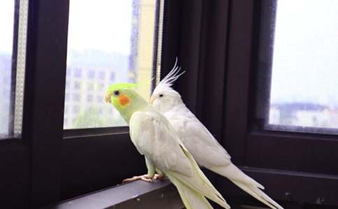 ����Сѧ����