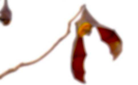 ���Ƽ���������״�̰�3ƪ