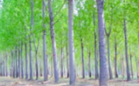 《白杨》教学设计