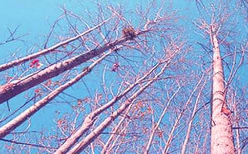 《白杨》说课稿