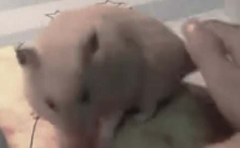 �ɰ��Ĳ���Сѧ״������