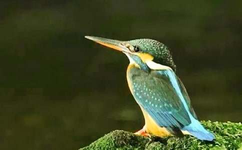 ������˵�θ�