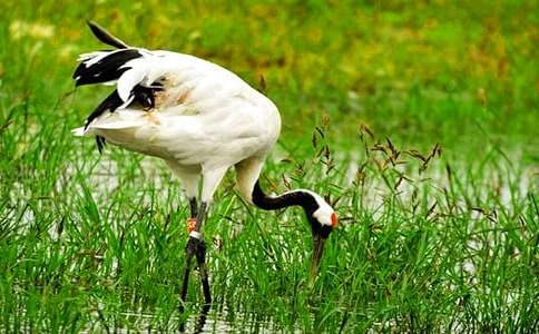 《美丽的丹顶鹤》教学设计精华(15篇)