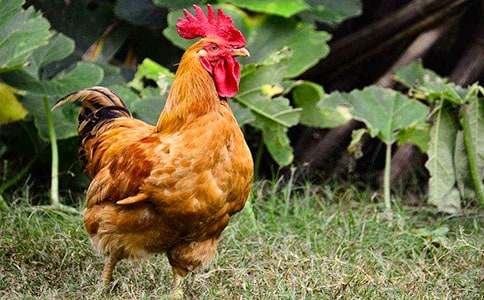 ��С������СѼ�ӡ���ѧ���(��ѡ15ƪ)