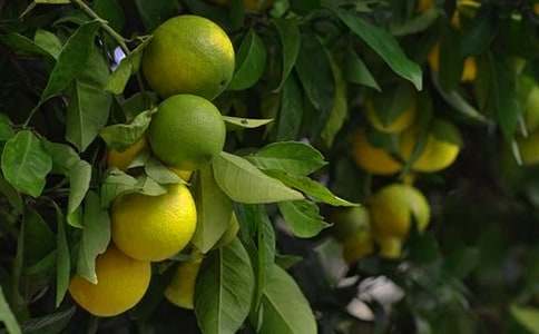 《果园机器人》教学反思