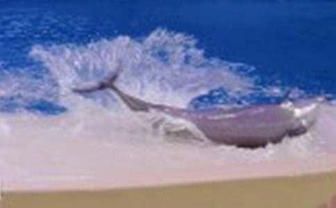 《海豚救人》教学反思