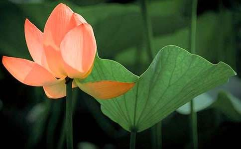 关于荷花教案3篇