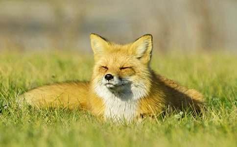 ���������ѻ��˵�θ�