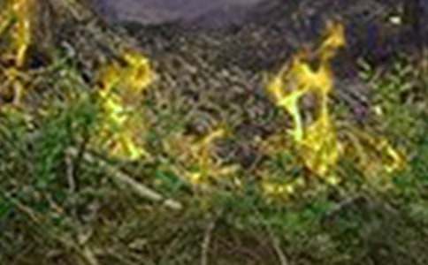 火灾逃生应急预案(实用)