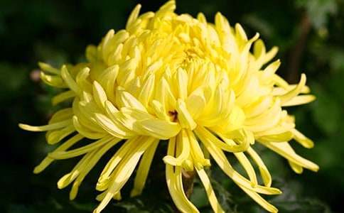 菊花状物作文集锦15篇