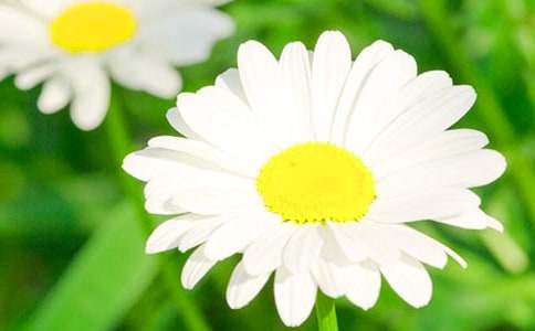 有关菊花状物作文300字9篇