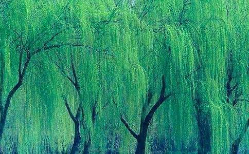 �������̰�