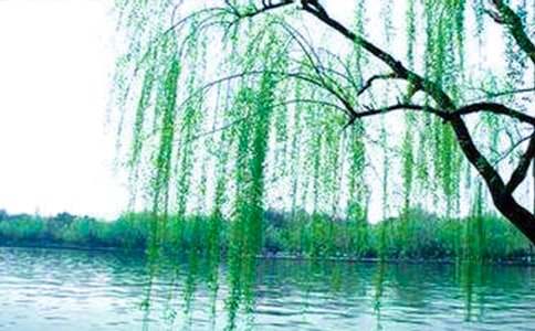 柳树醒了教学设计 15篇