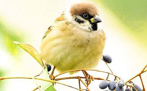 课文麻雀的教学反思(通用8篇)