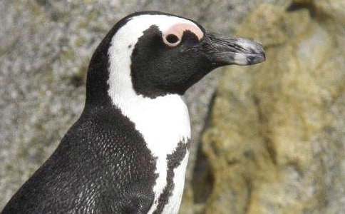 С�ཡ���̰��¸ҵ�С��죨��ѡ10ƪ��