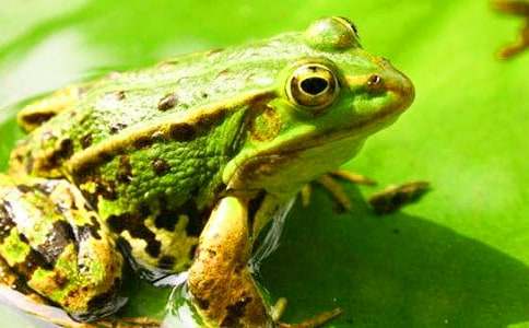 ������дʫ����ѧ��˼����